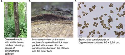 Impact of climate change on wood and woodworkers—Cryptostroma corticale (sooty bark disease): A risk factor for trees and exposed employees